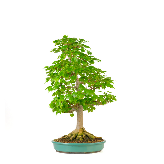 Acer buergerianum 'Miyasama' (Acero tridente) N. 16, altezza ~68cm