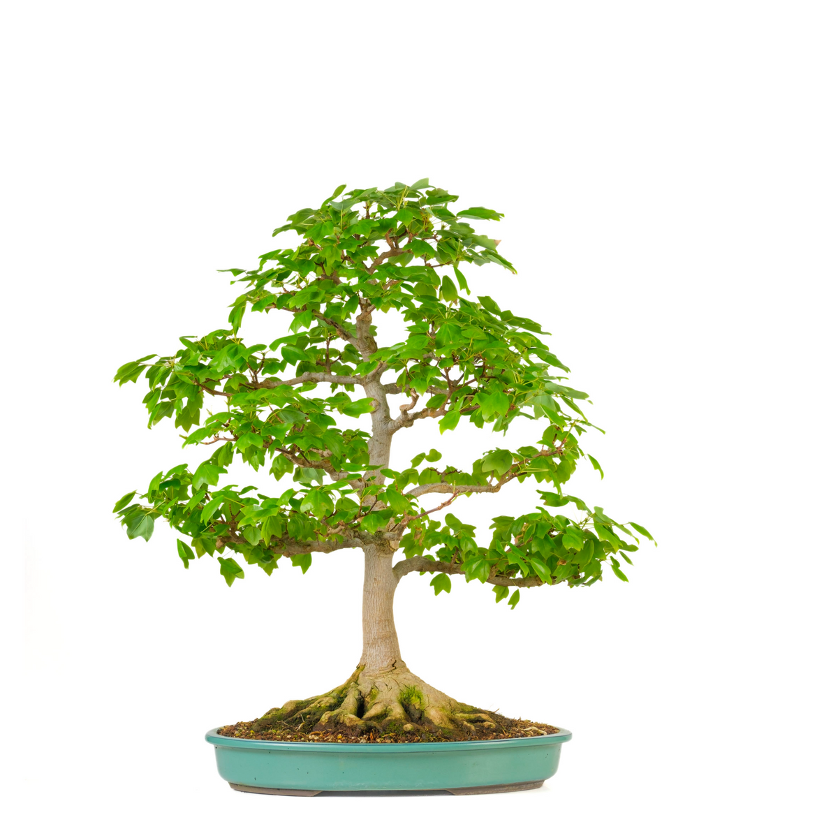 Acer buergerianum 'Miyasama' (Acero tridente) N. 16, altezza ~68cm