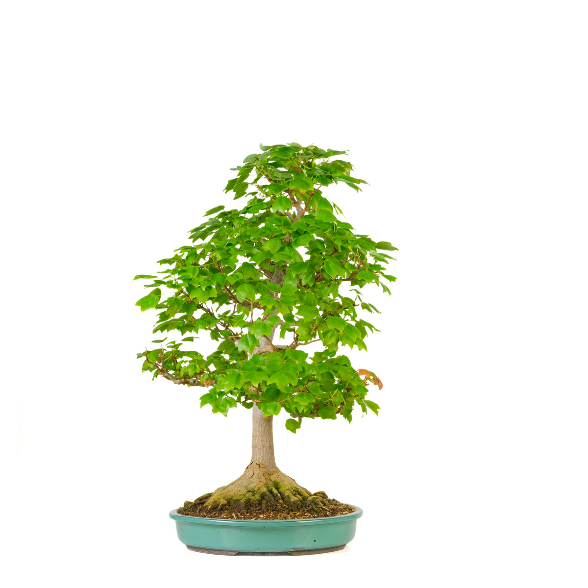 Acer buergerianum 'Miyasama' (Acero tridente) N. 16, altezza ~68cm