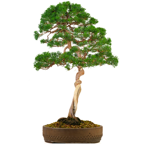 Juniperus chinensis (Ginepro cinese) n. 57, altezza ~88cm