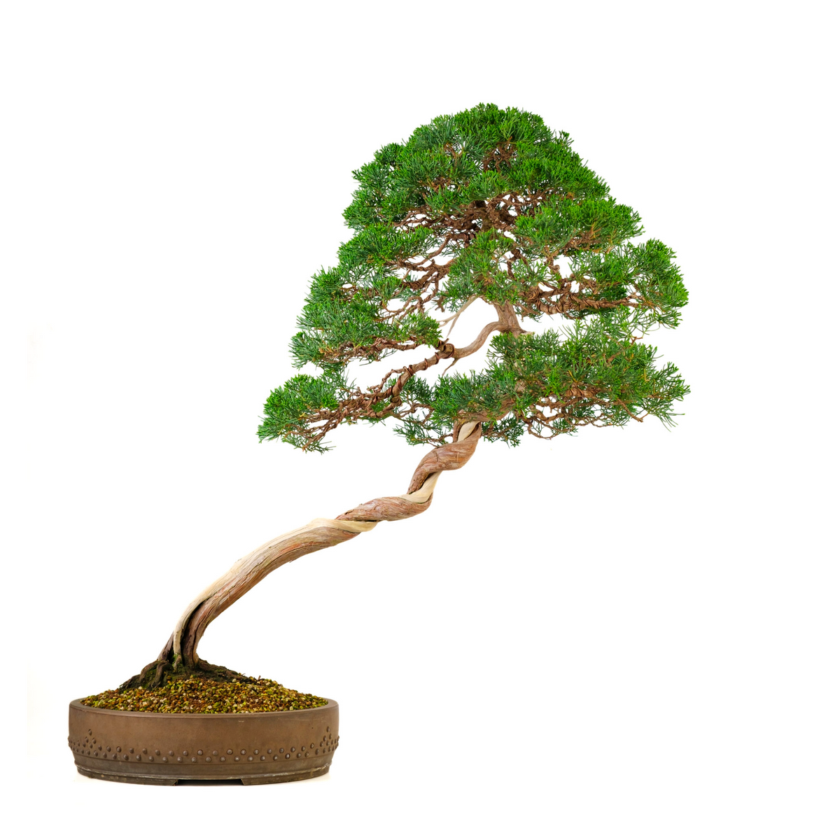 Juniperus chinensis (Ginepro cinese) n. 57, altezza ~88cm