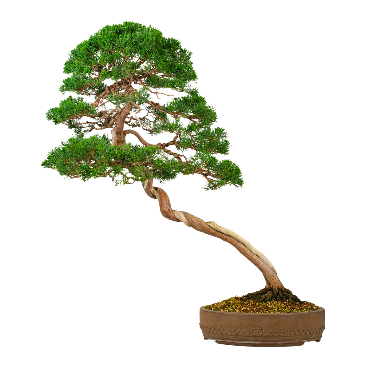 Juniperus chinensis (Ginepro cinese) n. 57, altezza ~88cm