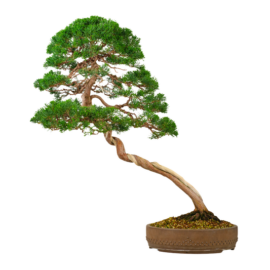 Juniperus chinensis (Ginepro cinese) n. 57, altezza ~88cm