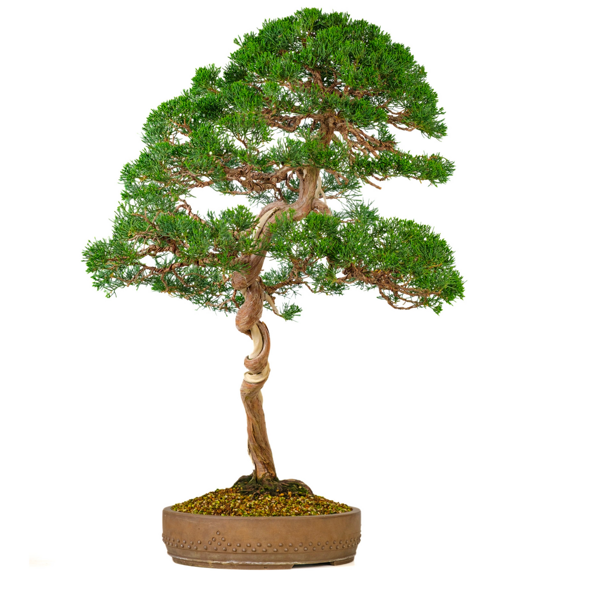 Juniperus chinensis (Ginepro cinese) n. 57, altezza ~88cm