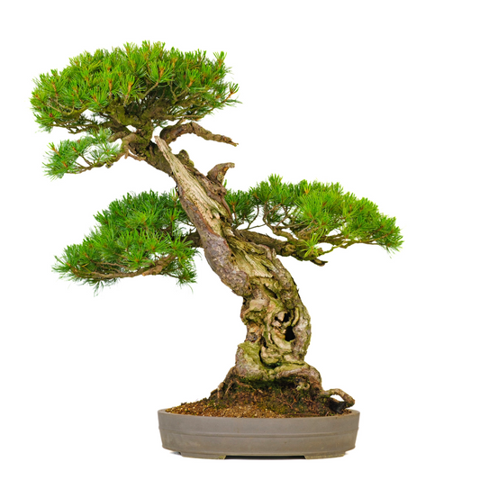 Pinus parviflora (pino bianco giapponese) n. 72, altezza ~82 cm