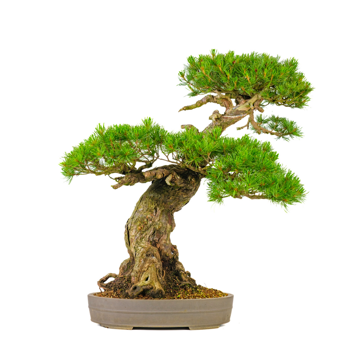 Pinus parviflora (pino bianco giapponese) n. 72, altezza ~82 cm
