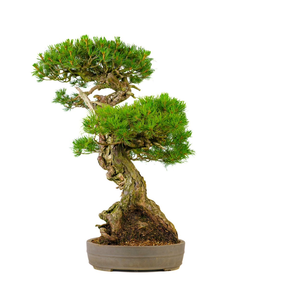 Pinus parviflora (pino bianco giapponese) n. 72, altezza ~82 cm