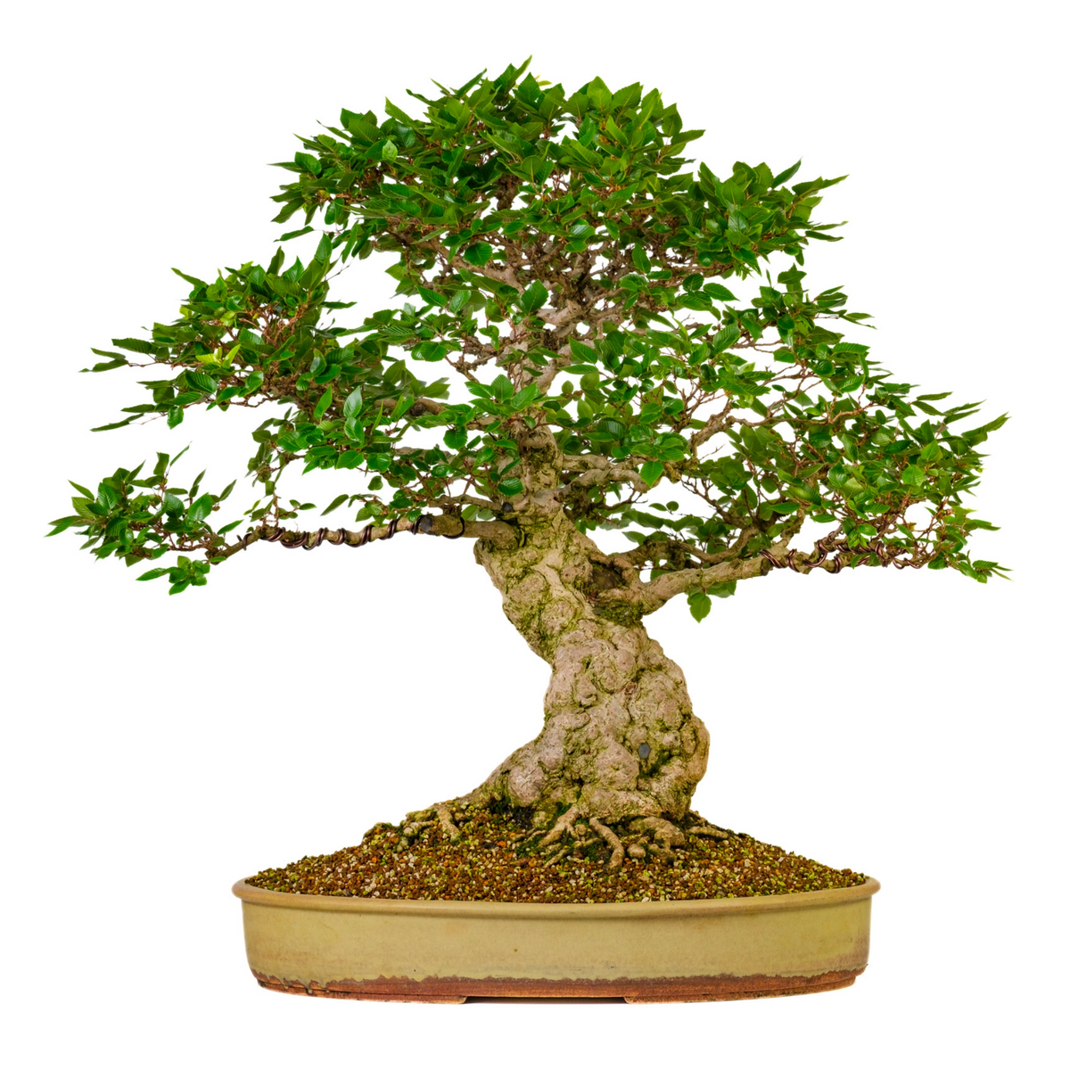 Carpinus coreana (Carpino coreano) N. 38, altezza ~80cm