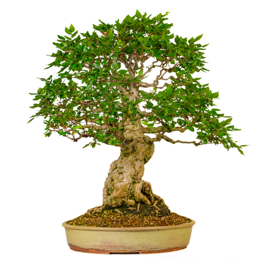 Carpinus coreana (Carpino coreano) N. 38, altezza ~80cm