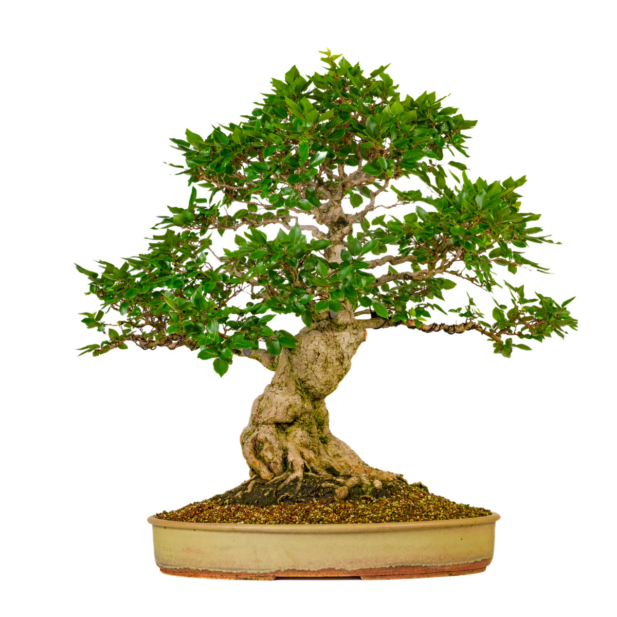 Carpinus coreana (Carpino coreano) N. 38, altezza ~80cm