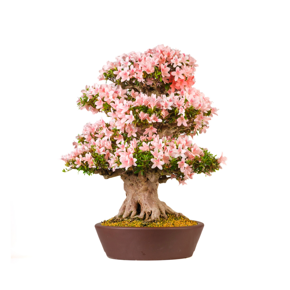 Rhododendron indicum 'Nyohozan' (Azalea) N. 94, altezza ~75cm