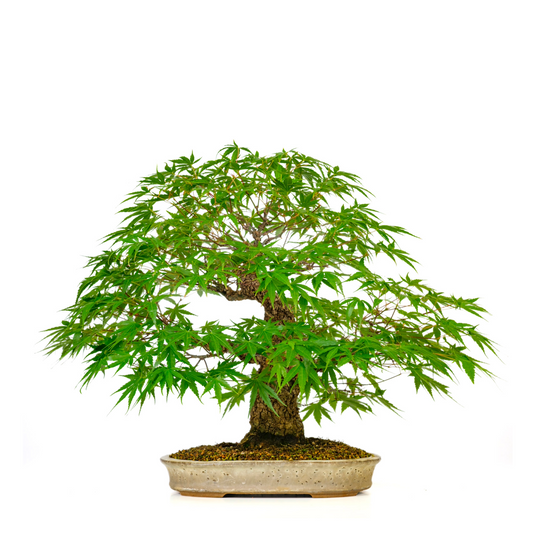 Acer palmatum 'Arakawa' (Acero giapponese) N. 10, altezza ~55cm