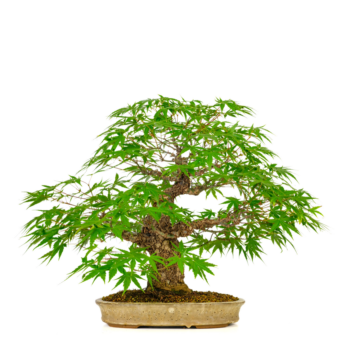 Acer palmatum 'Arakawa' (Acero giapponese) N. 10, altezza ~55cm