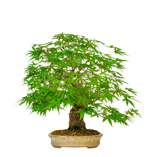 Acer palmatum 'Arakawa' (Acero giapponese) N. 10, altezza ~55cm