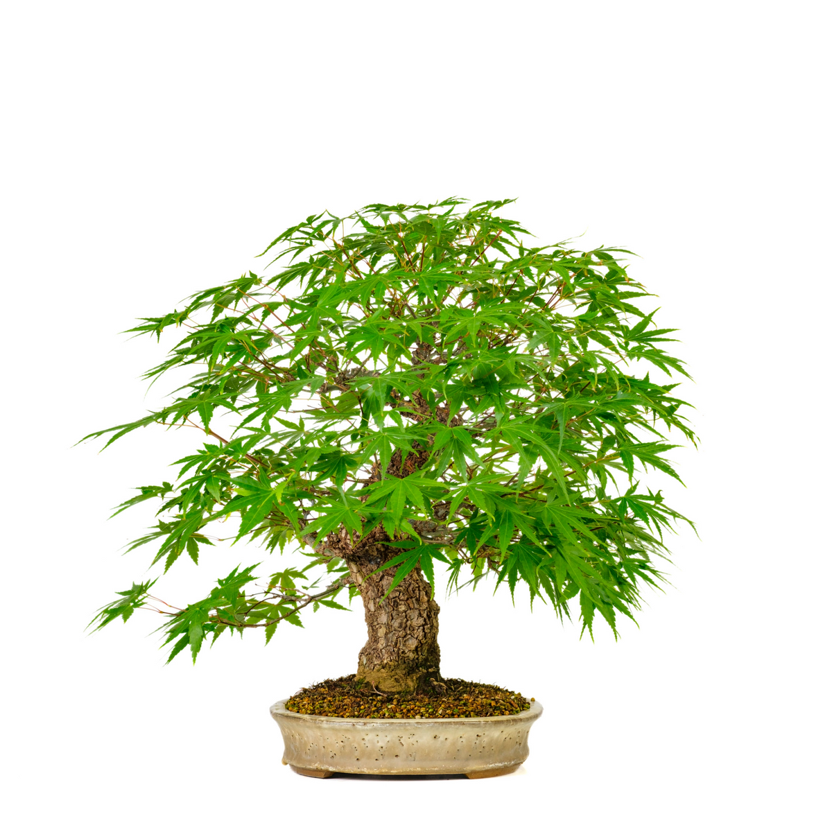 Acer palmatum 'Arakawa' (Acero giapponese) N. 10, altezza ~55cm