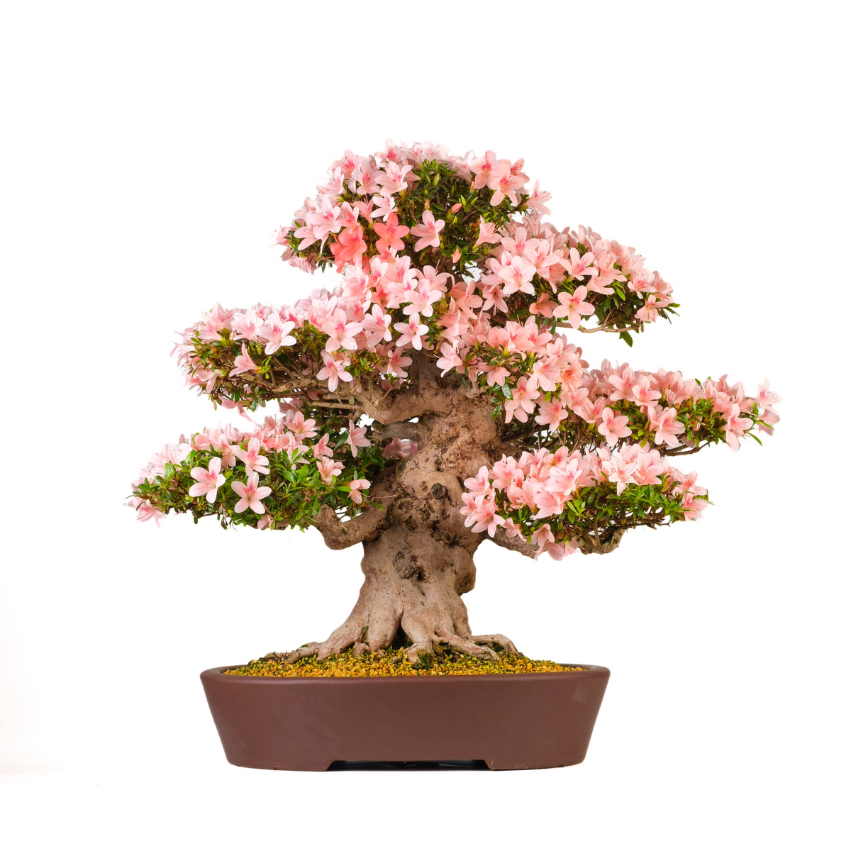 Rhododendron indicum 'Nyohozan' (Azalea) N. 94, altezza ~75cm
