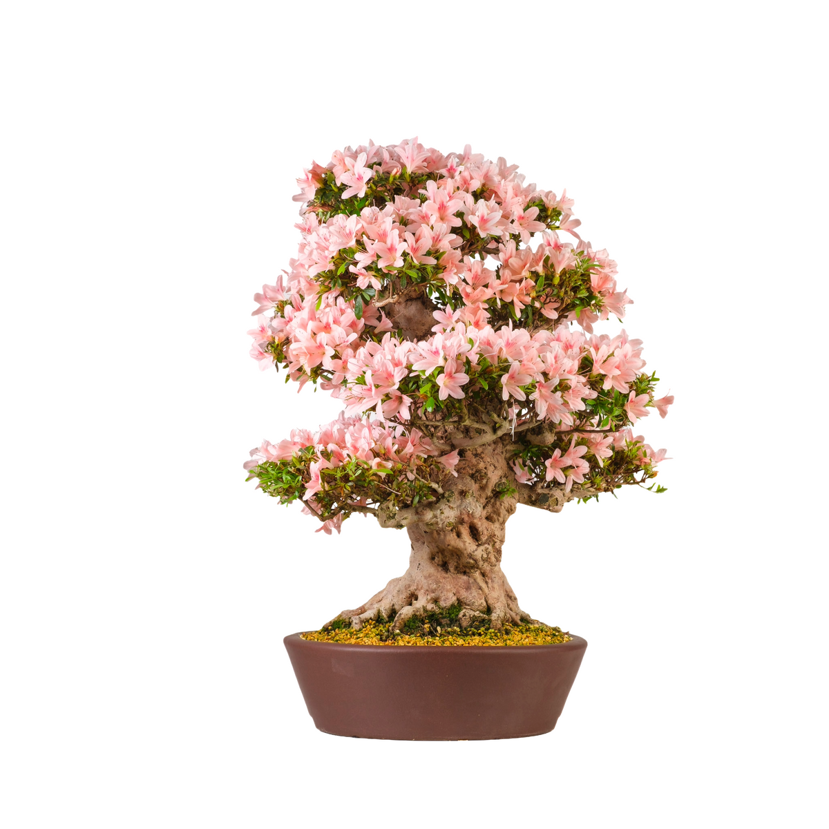 Rhododendron indicum 'Nyohozan' (Azalea) N. 94, altezza ~75cm