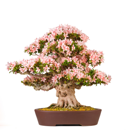 Rhododendron indicum 'Nyohozan' (Azalea) N. 94, altezza ~75cm