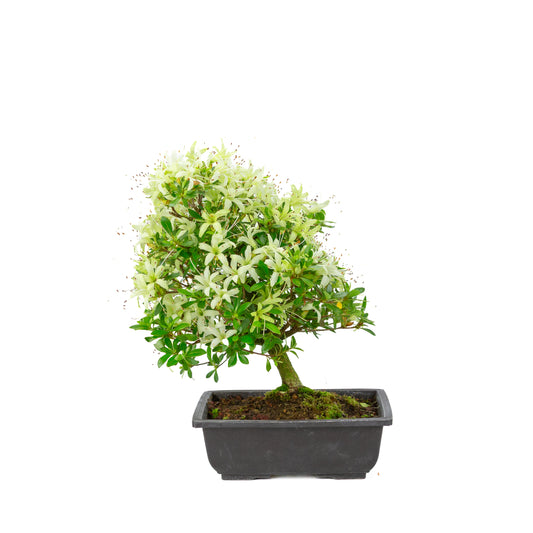 Rhododendron indicum 'Senbazuru' (azalea satsuki), altezza ~37 cm