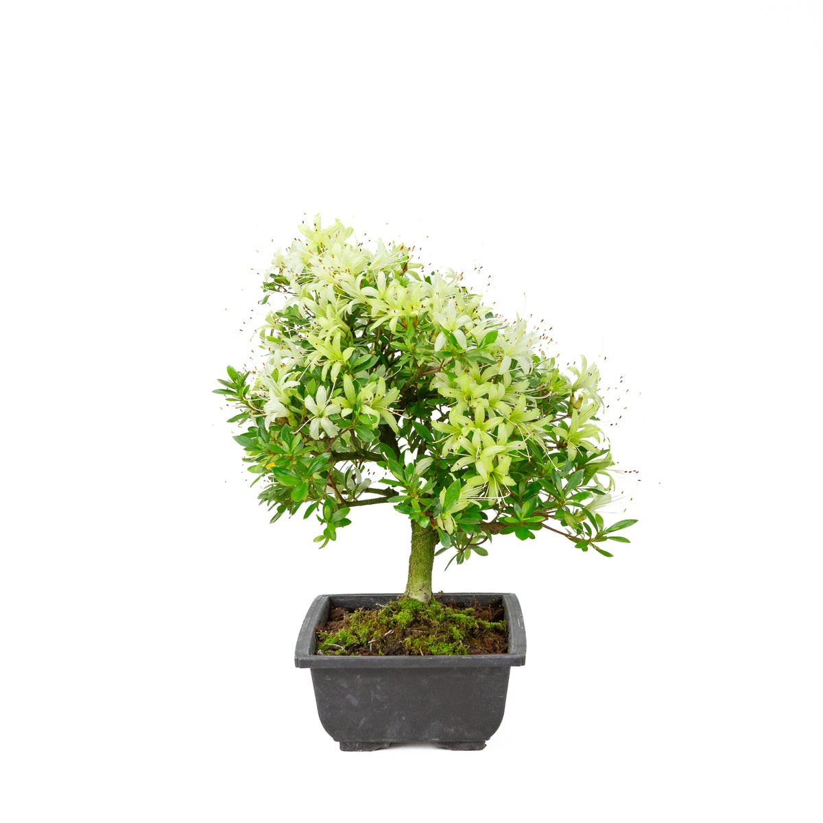 Rhododendron indicum 'Senbazuru' (azalea satsuki), altezza ~37 cm