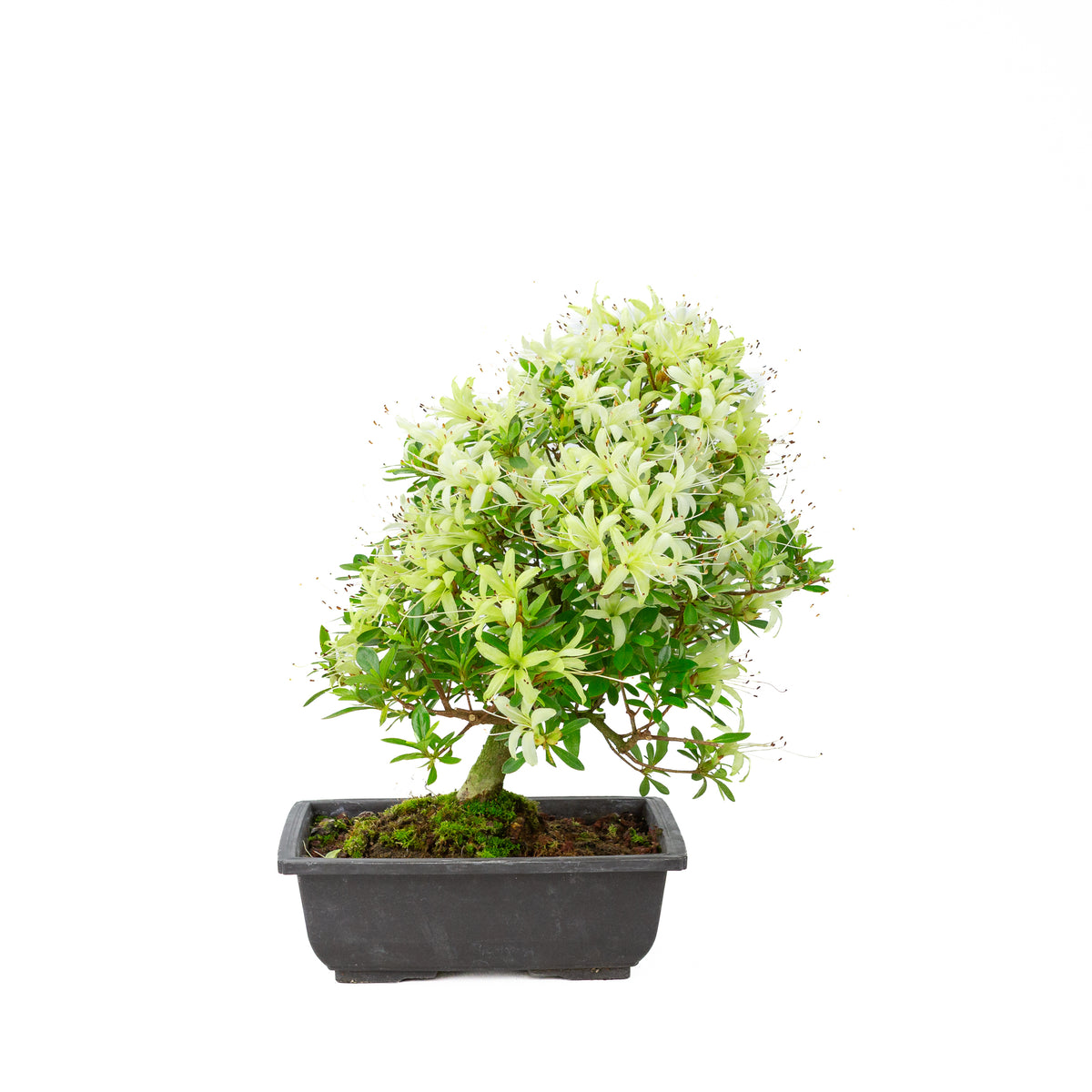 Rhododendron indicum 'Senbazuru' (azalea satsuki), altezza ~37 cm