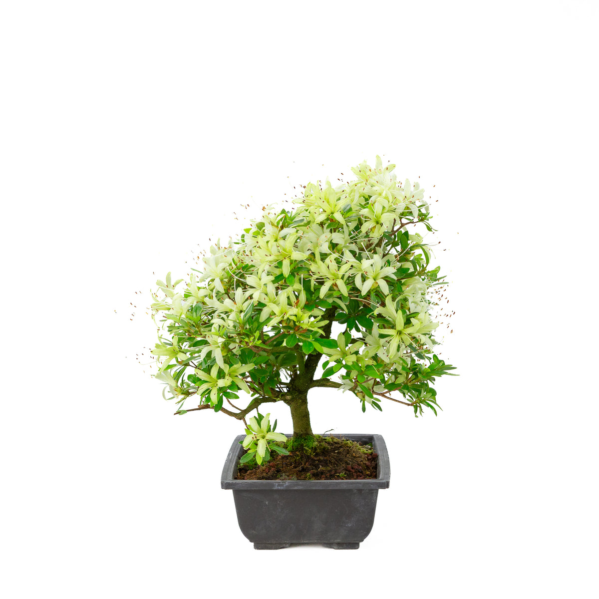 Rhododendron indicum 'Senbazuru' (azalea satsuki), altezza ~37 cm