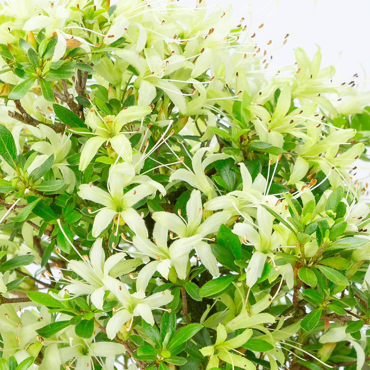 Rhododendron indicum 'Senbazuru' (azalea satsuki), altezza ~37 cm