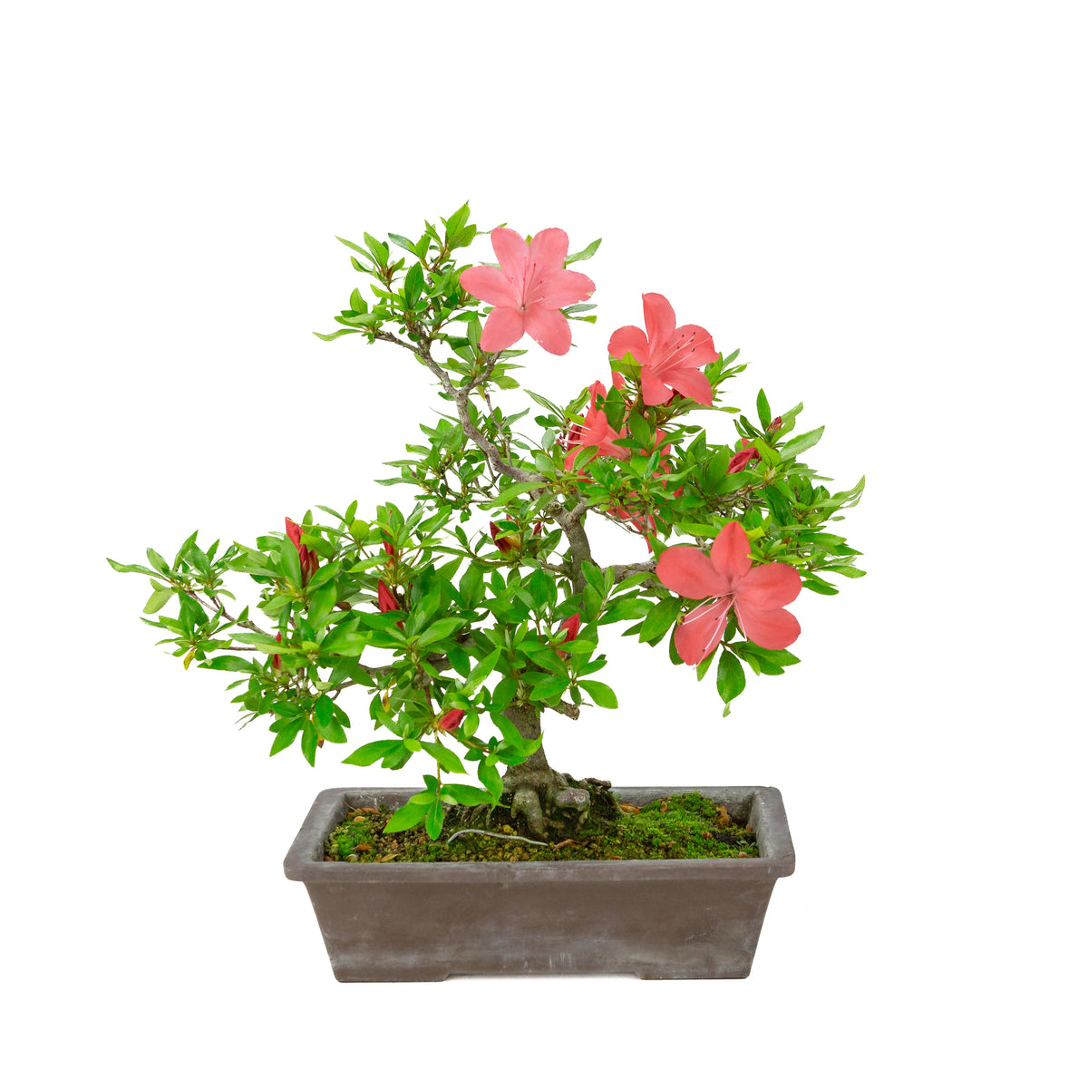 Rhododendron indicum (azalea satsuki), altezza ~40cm