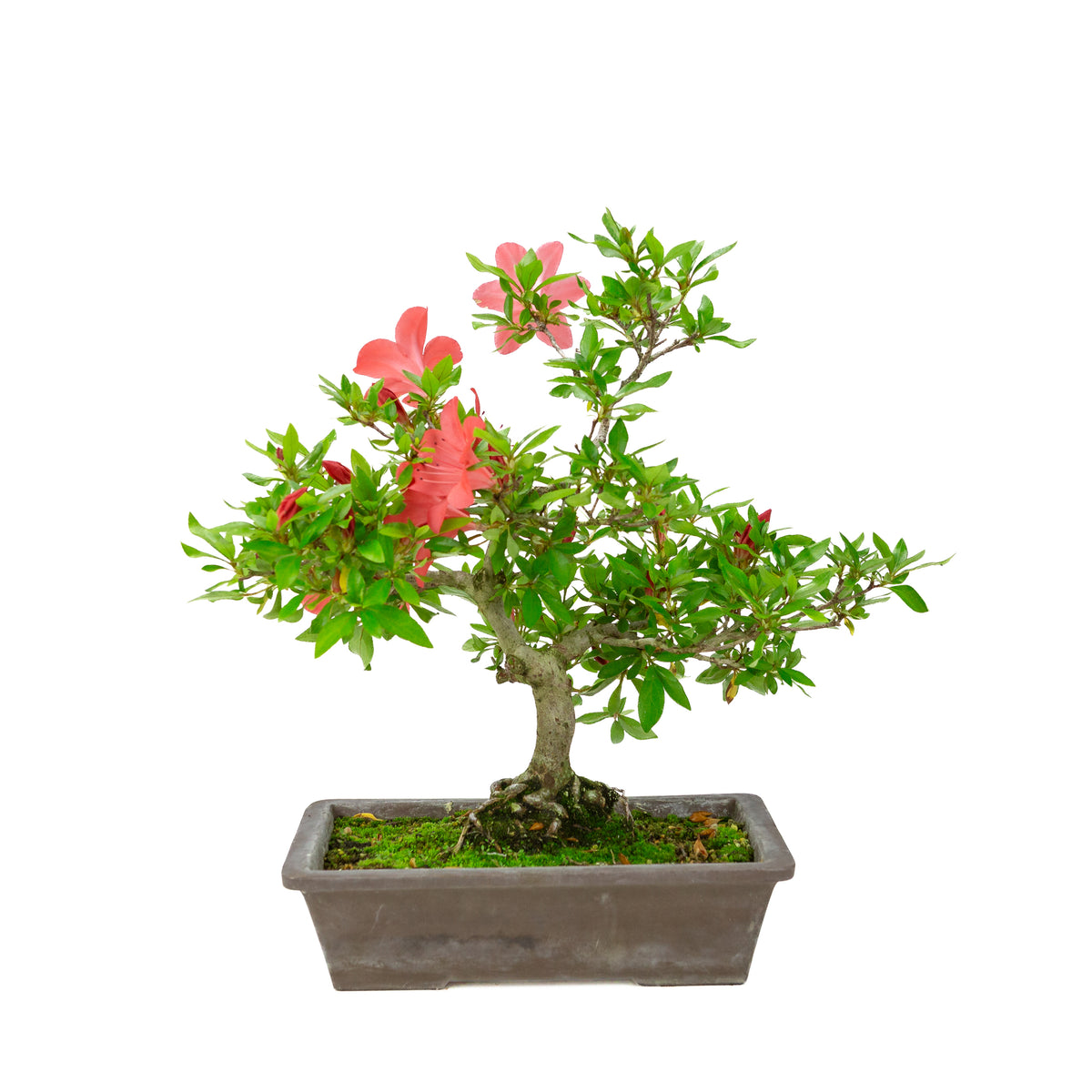 Rhododendron indicum (azalea satsuki), altezza ~40cm