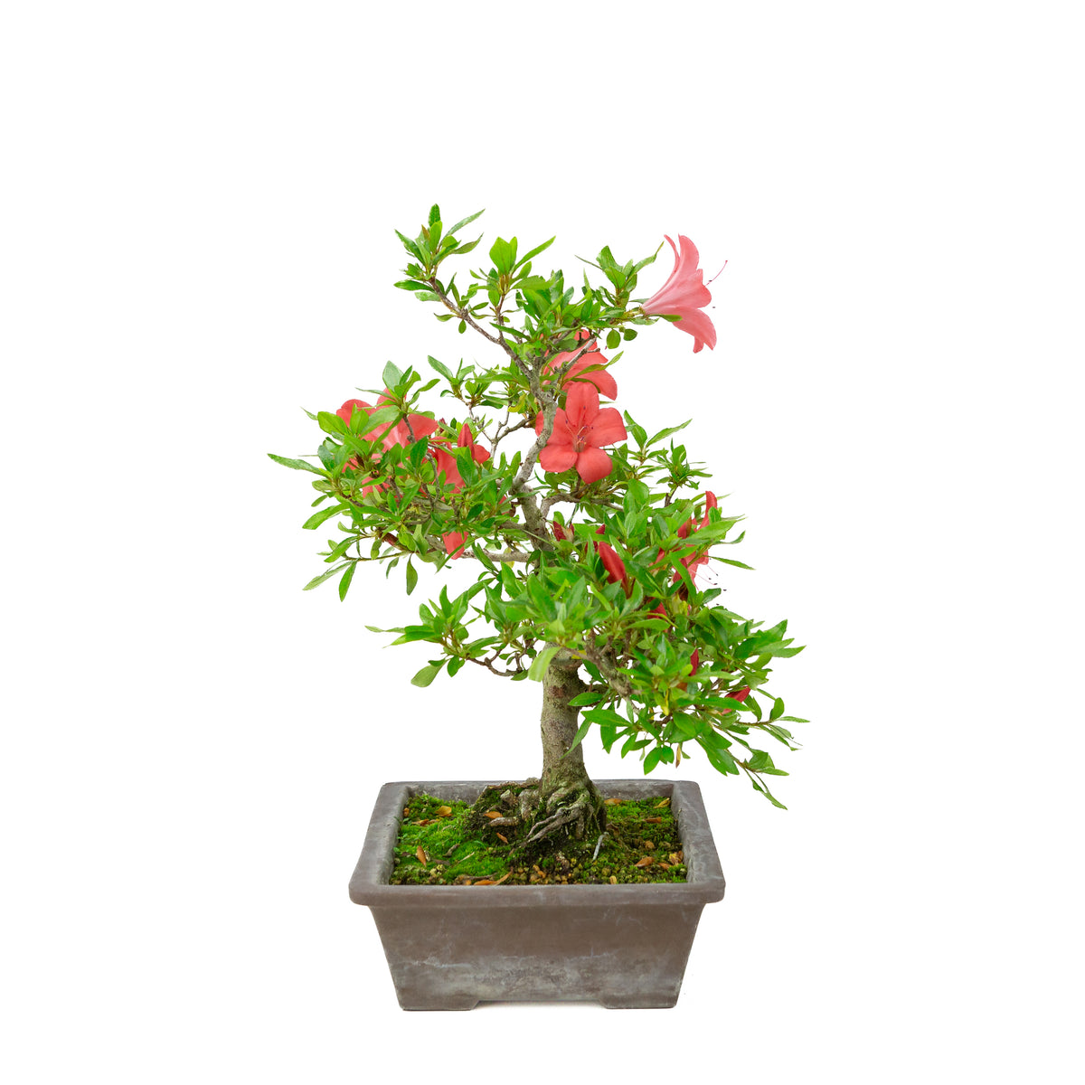 Rhododendron indicum (azalea satsuki), altezza ~40cm