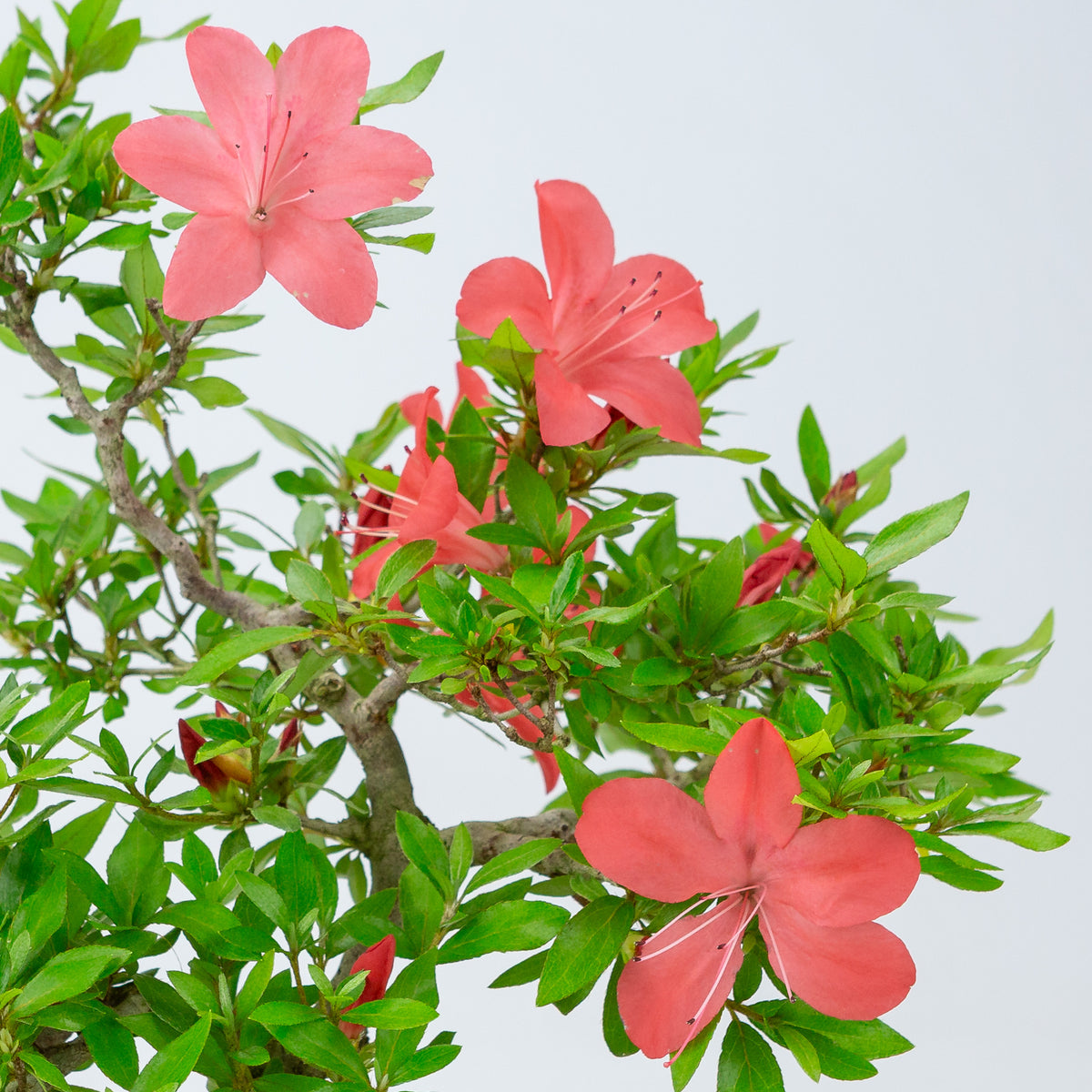 Rhododendron indicum (azalea satsuki), altezza ~40cm