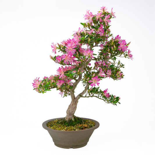 Rhododendron indicum 'Hanabin' (azalea satsuki), altezza ~60cm
