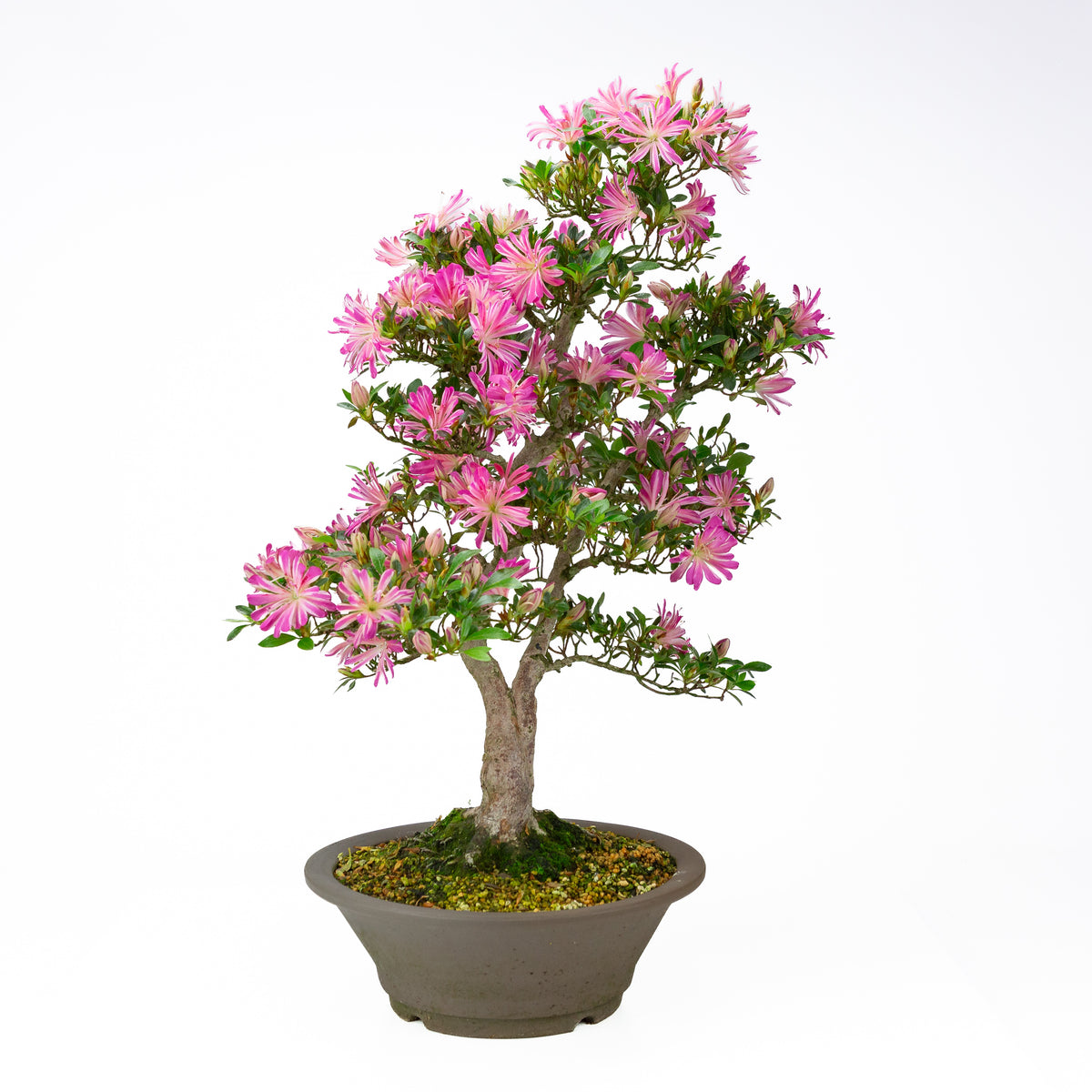 Rhododendron indicum 'Hanabin' (azalea satsuki), altezza ~60cm