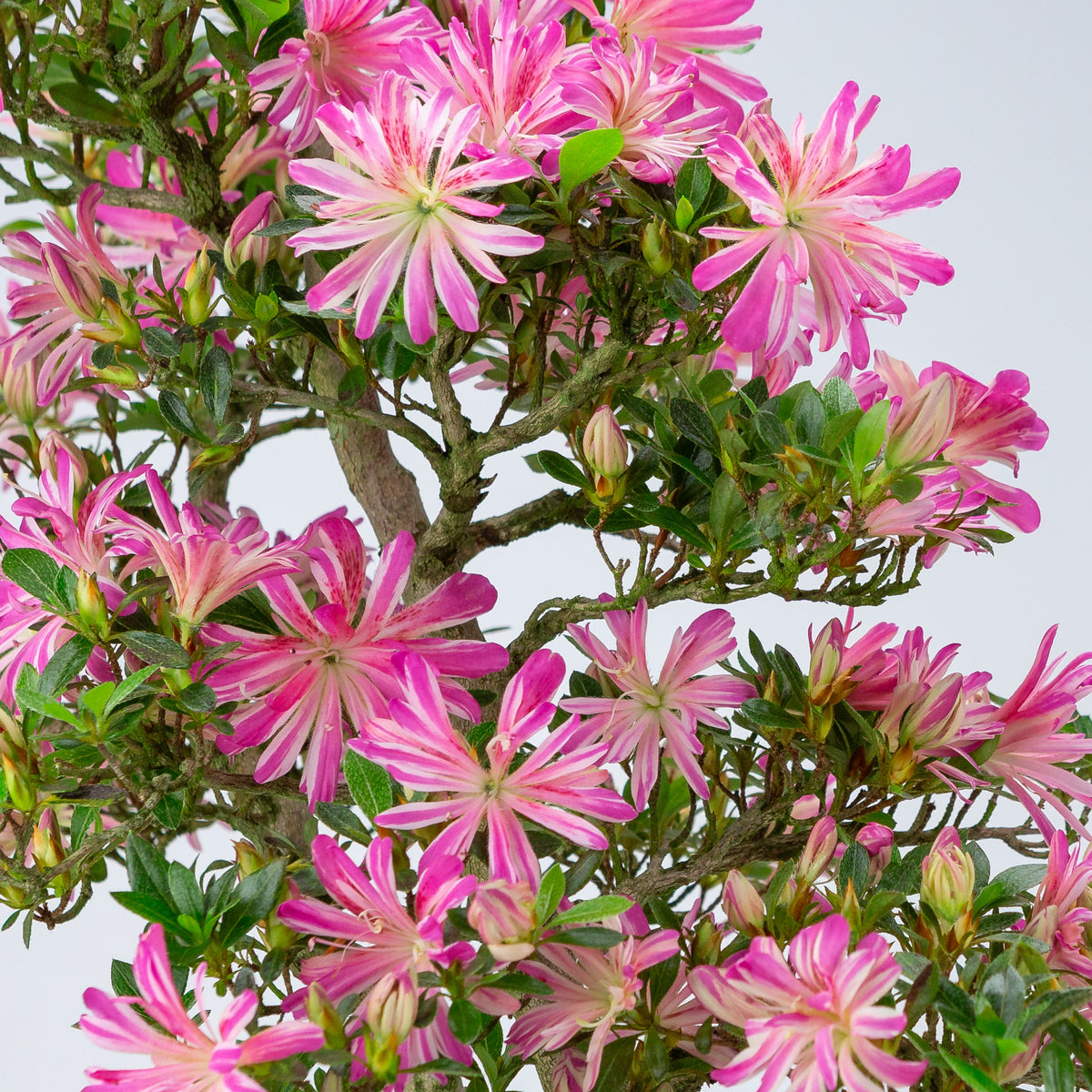 Rhododendron indicum 'Hanabin' (azalea satsuki), altezza ~60cm