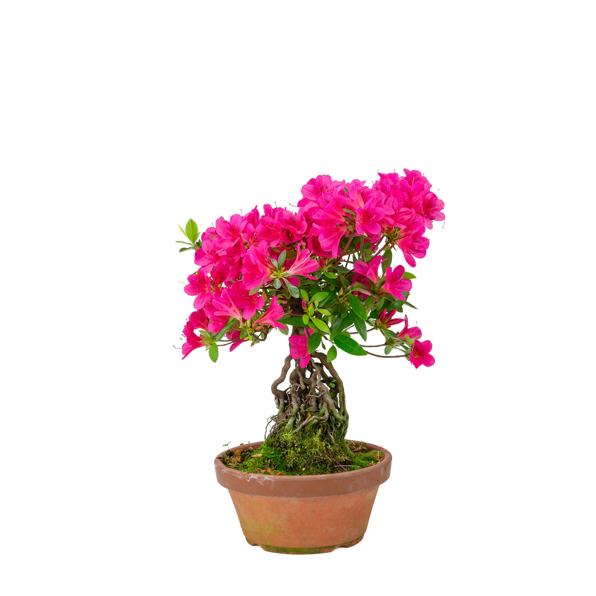 Rhododendron indicum (azalea satsuki), altezza ~38cm