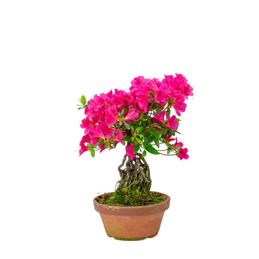 Rhododendron indicum (azalea satsuki), altezza ~38cm