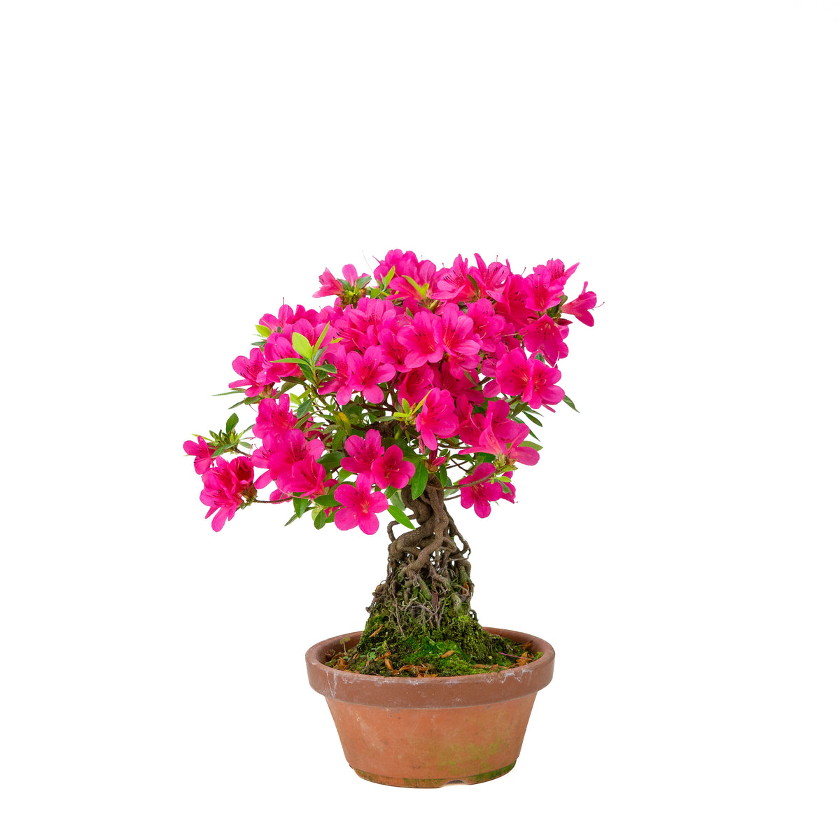 Rhododendron indicum (azalea satsuki), altezza ~38cm