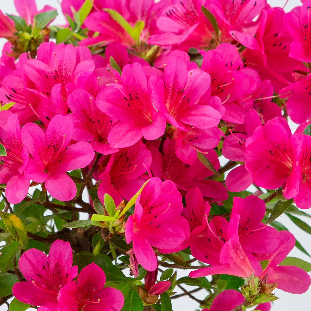 Rhododendron indicum (azalea satsuki), altezza ~38cm