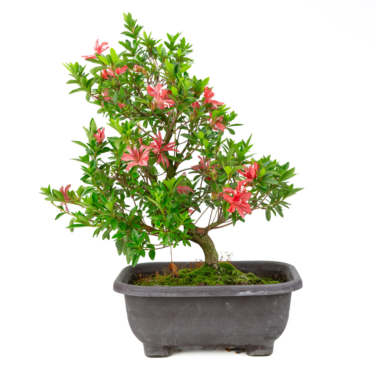 Rhododendron indicum 'Tateyama no Mai' (azalea satsuki), altezza ~51cm