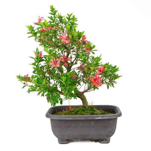 Rhododendron indicum 'Tateyama no Mai' (azalea satsuki), altezza ~51cm