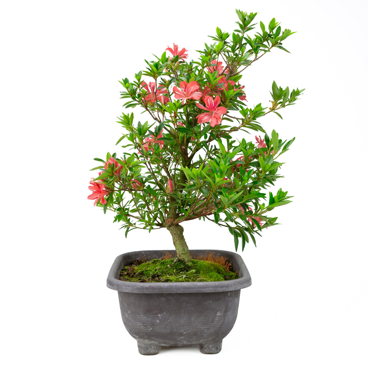 Rhododendron indicum 'Tateyama no Mai' (azalea satsuki), altezza ~51cm