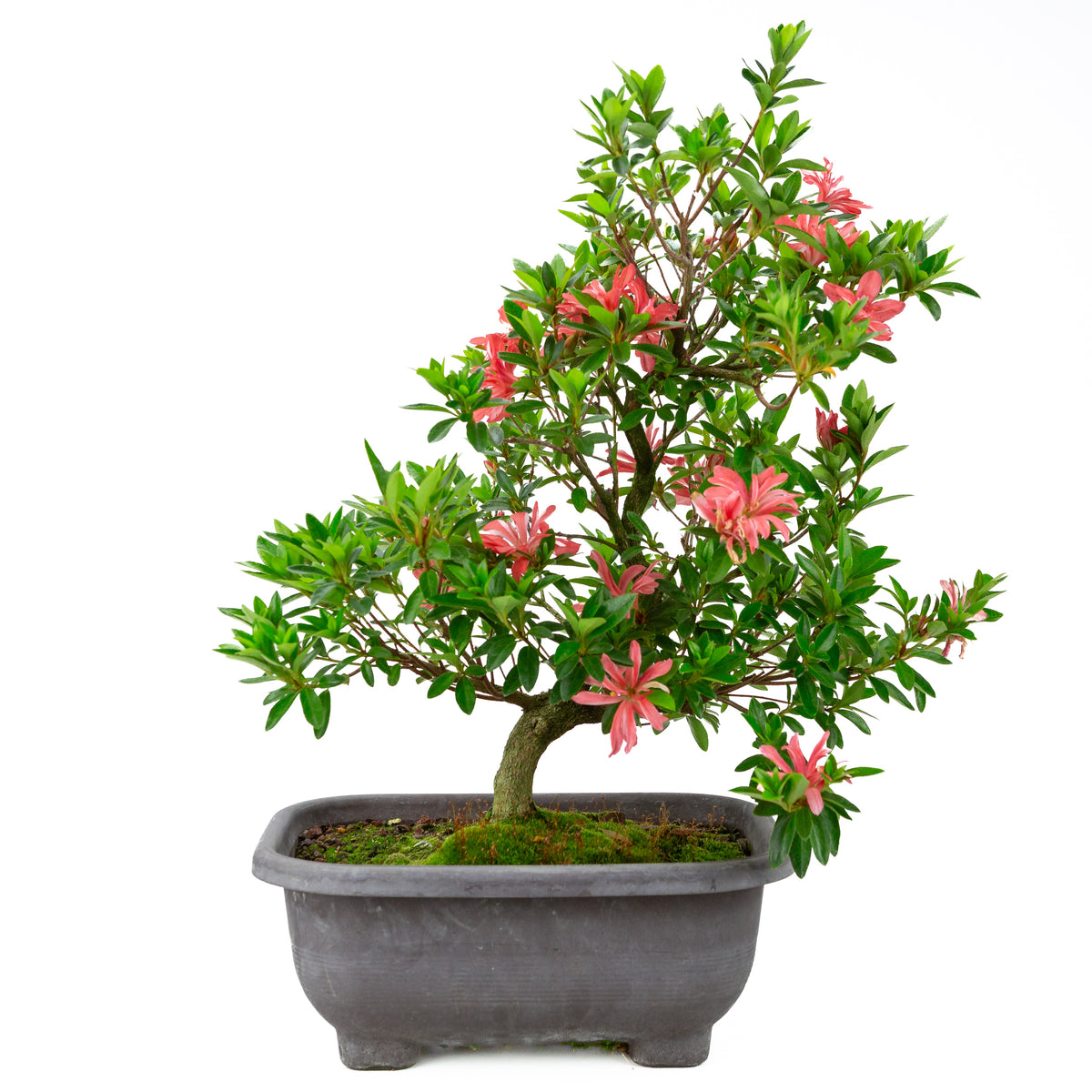 Rhododendron indicum 'Tateyama no Mai' (azalea satsuki), altezza ~51cm