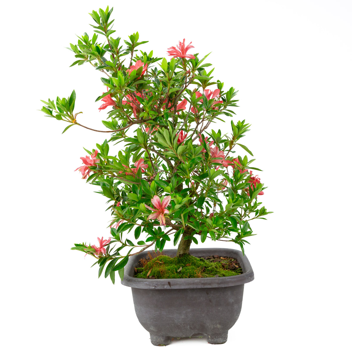 Rhododendron indicum 'Tateyama no Mai' (azalea satsuki), altezza ~51cm