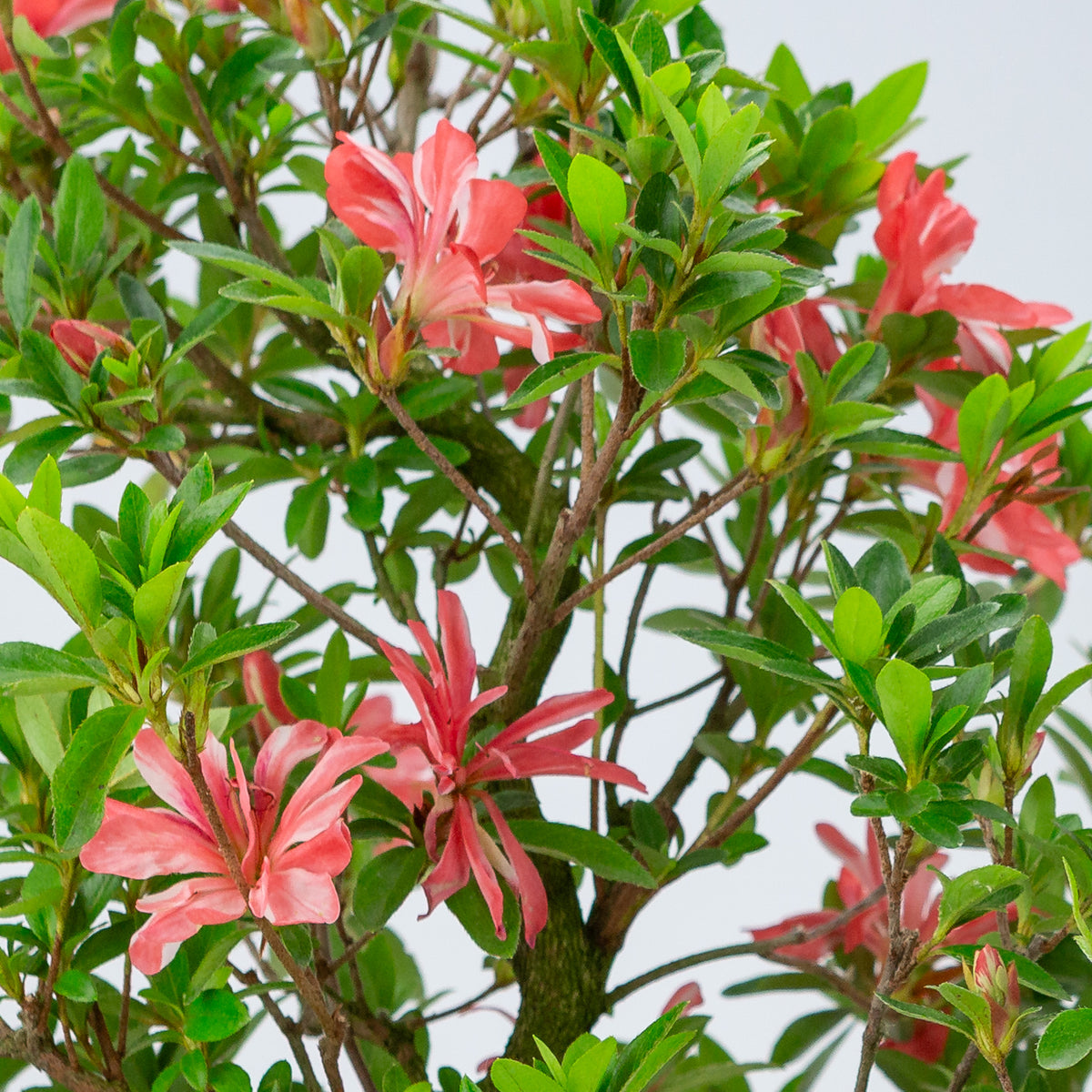 Rhododendron indicum 'Tateyama no Mai' (azalea satsuki), altezza ~51cm