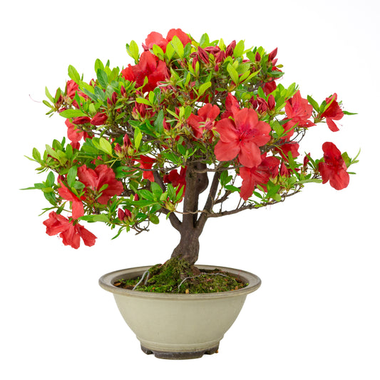 Rhododendron indicum 'Benigasa' (azalea satsuki), altezza ~55cm
