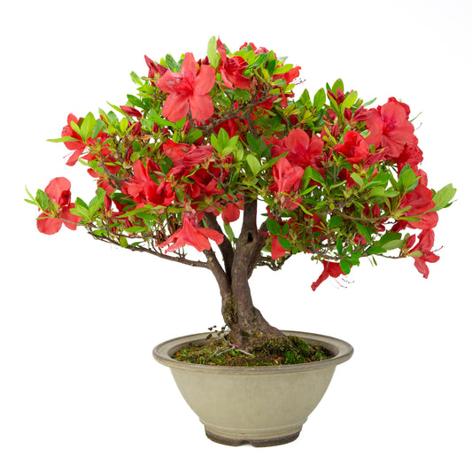 Rhododendron indicum 'Benigasa' (azalea satsuki), altezza ~55cm