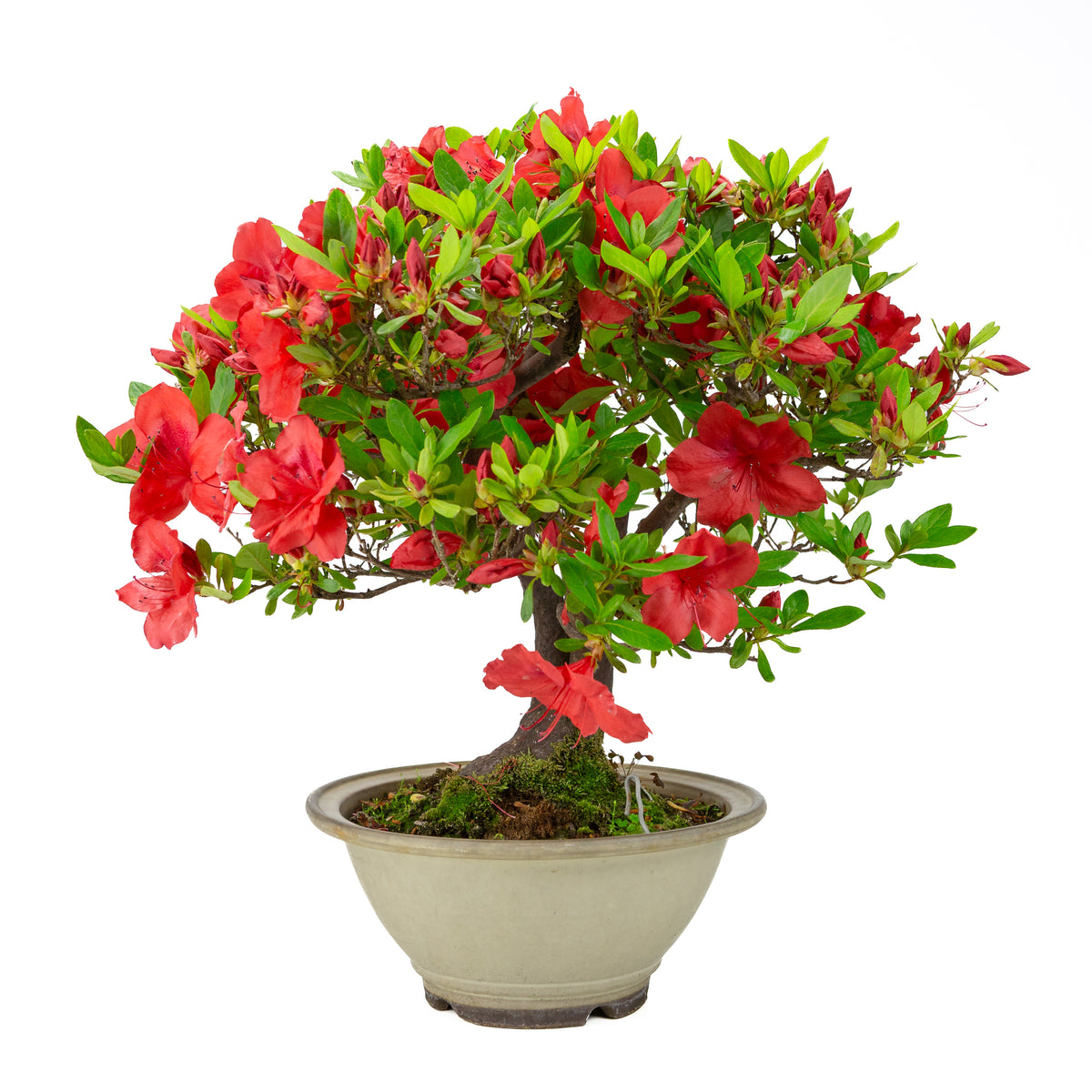 Rhododendron indicum 'Benigasa' (azalea satsuki), altezza ~55cm