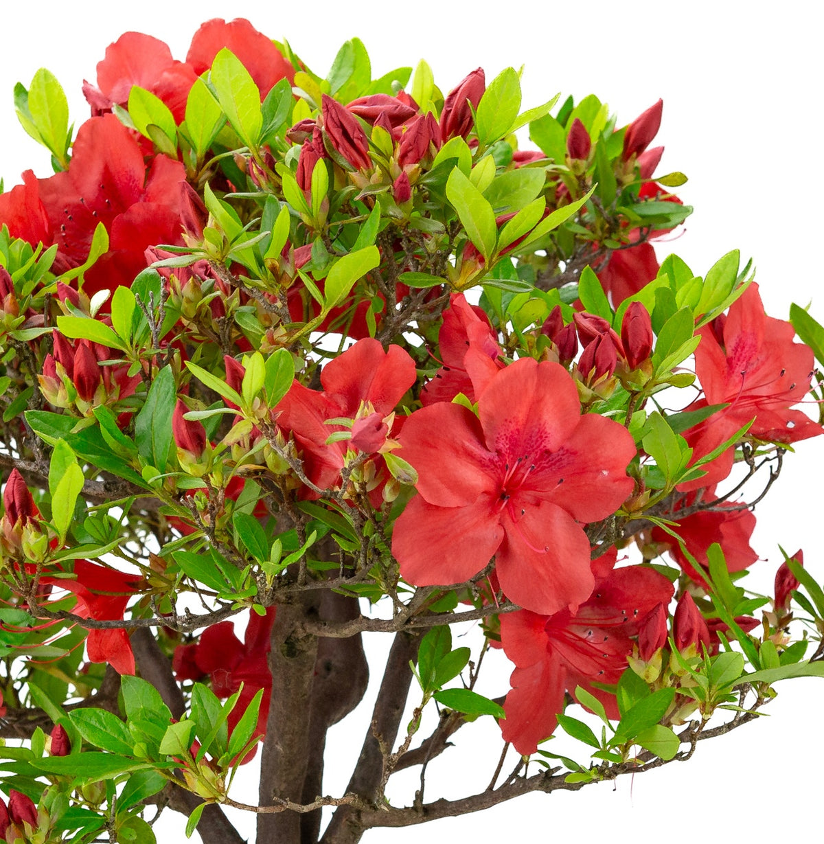 Rhododendron indicum 'Benigasa' (azalea satsuki), altezza ~55cm