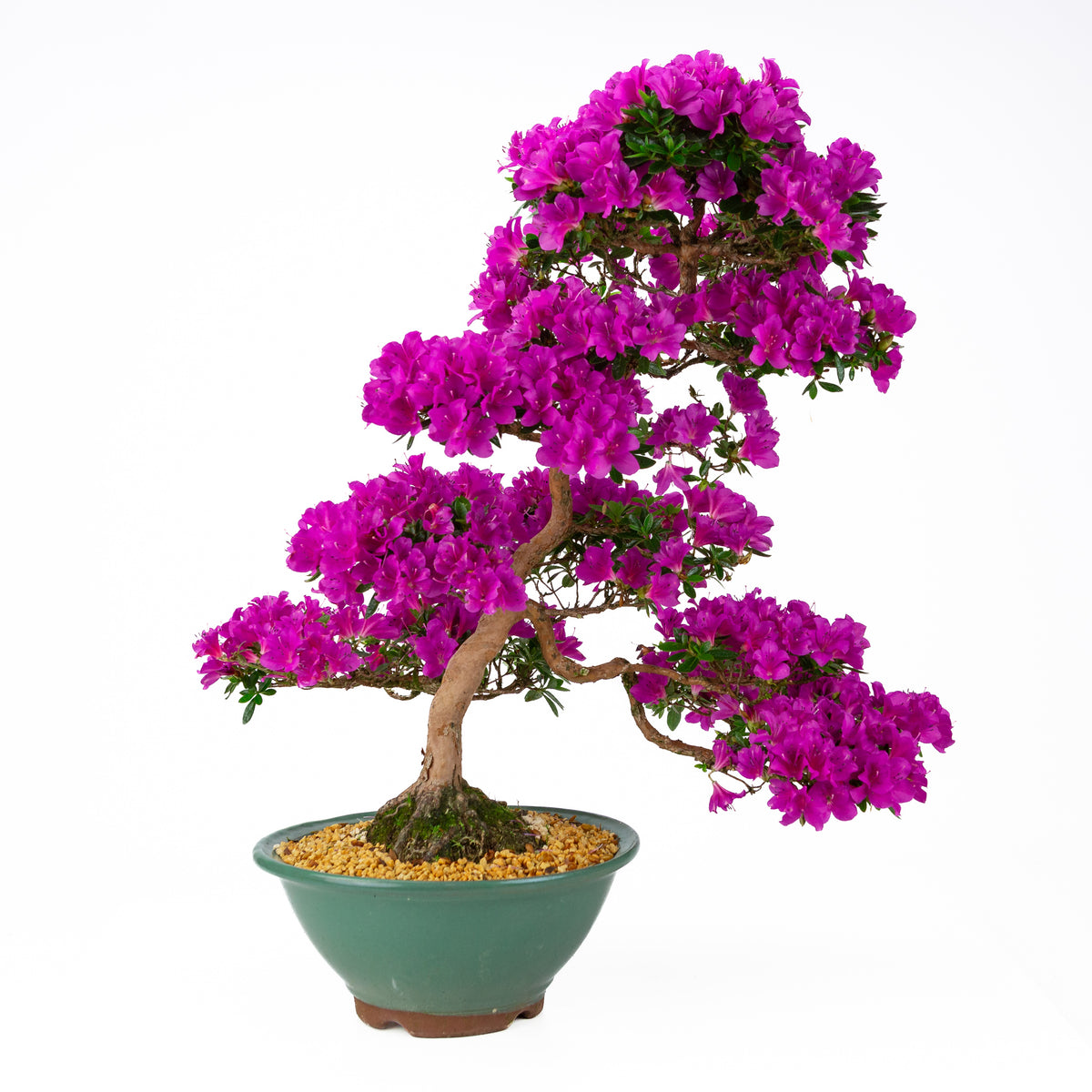Rhododendron indicum 'Hoshi no Kagayaki' (azalea satsuki), altezza ~58 cm