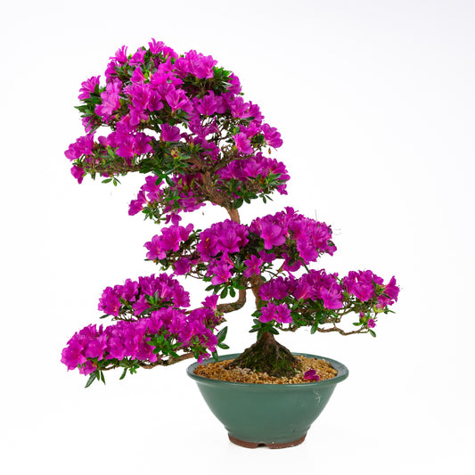 Rhododendron indicum 'Hoshi no Kagayaki' (azalea satsuki), altezza ~58 cm